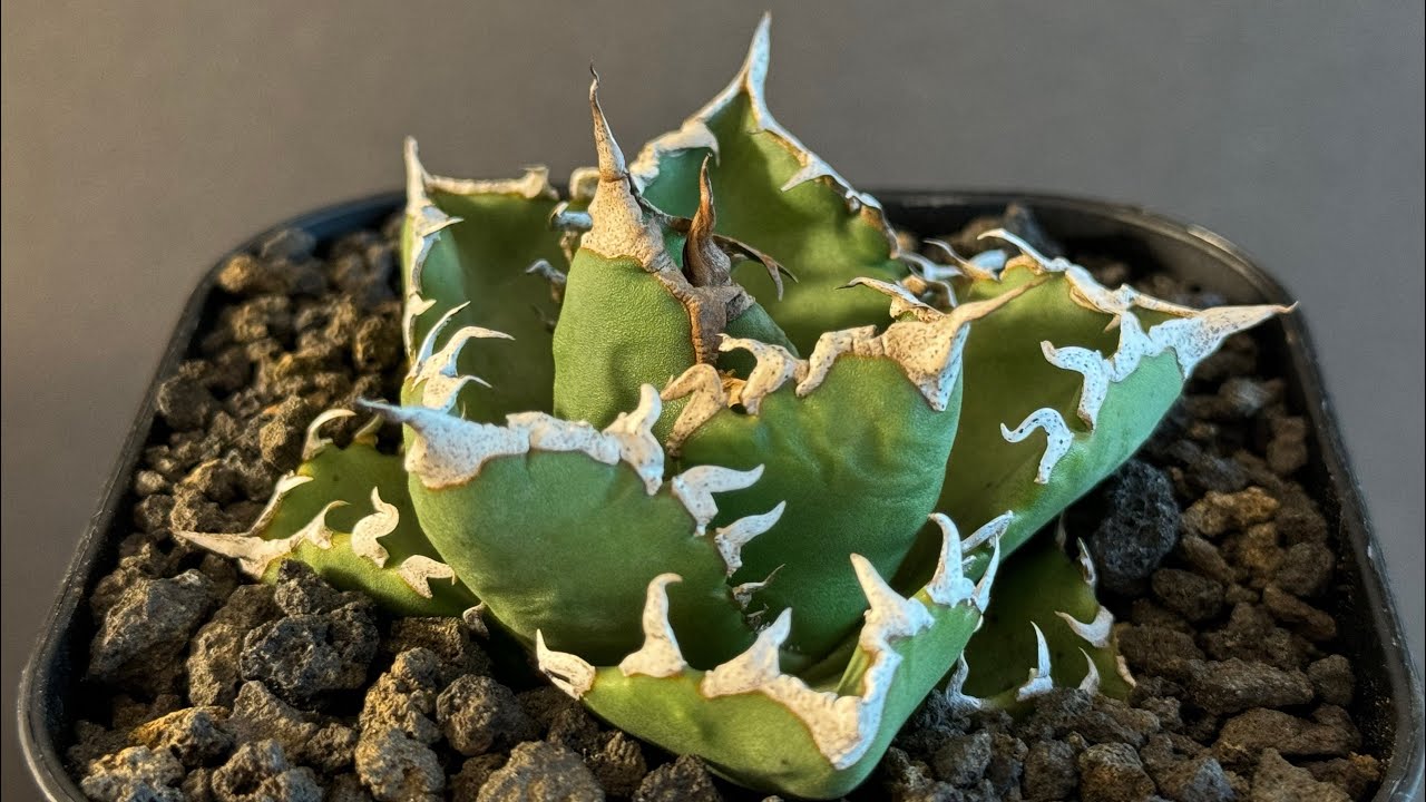 アガベ・チタノタ 狂雨/狂刺小雨新白鯨（小株）- 003｜agave titanota