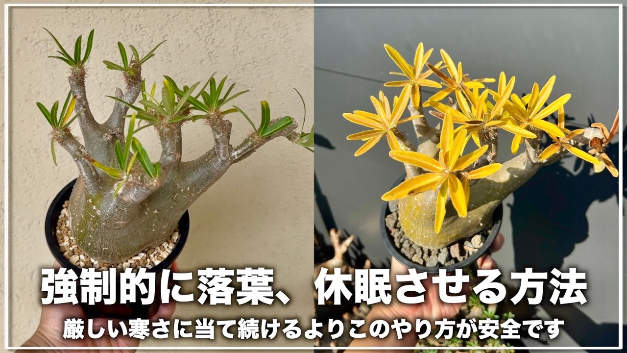 個体差あり】元気な株を強制的に落葉させて休眠させる方法｜塊根植物