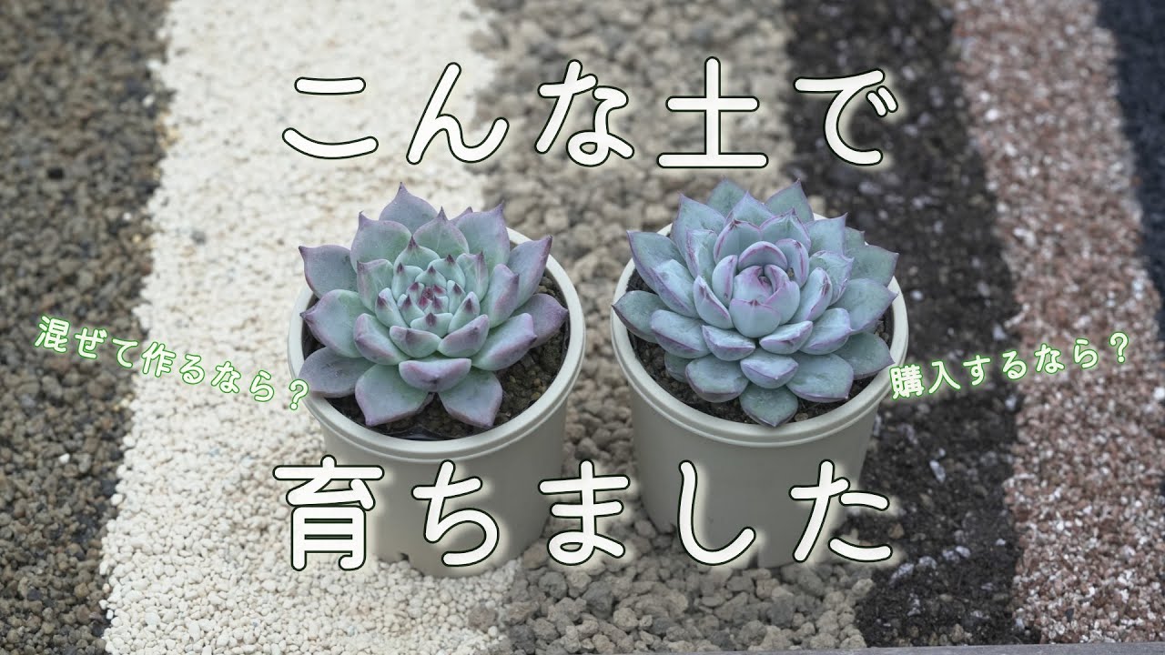 174 [Grow it cute? Grow it big?] With a little ingenuity, you can