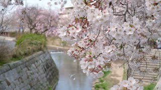 PV】Sakura - The song of the Cherry Blossom - - YouTube