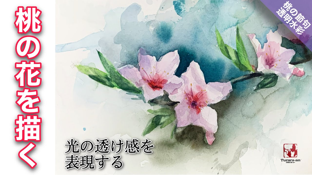 Transparent watercolor painting] How to draw peach blossoms