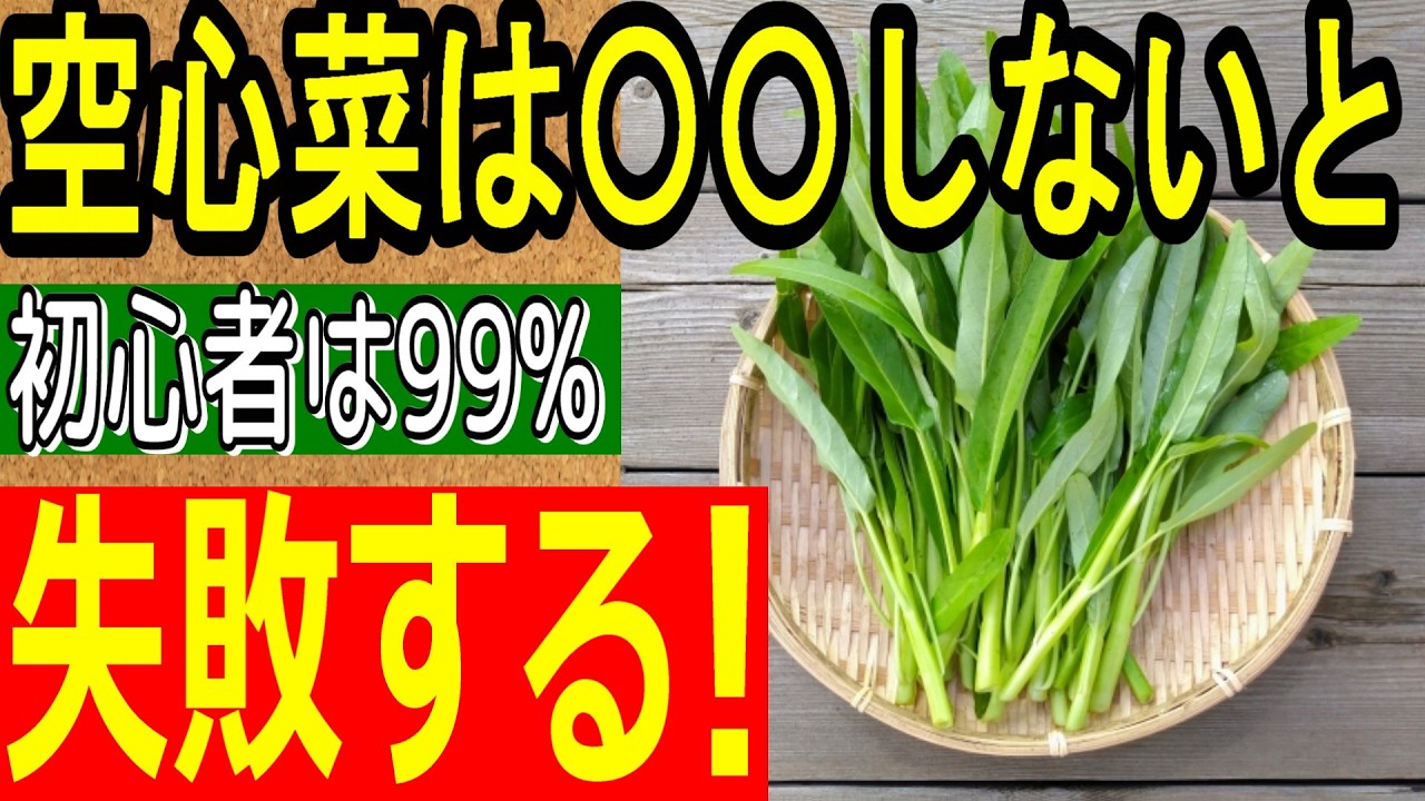 ズボラでも大丈夫！】無限収穫でコスパ最強！空心菜の育て方 - YouTube