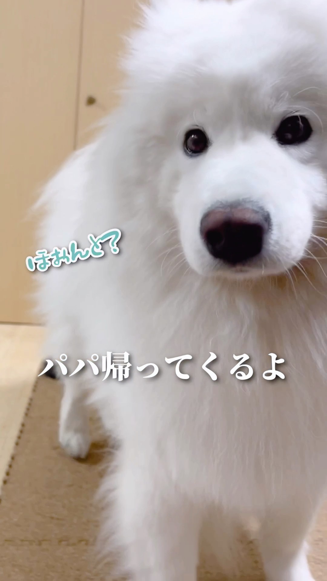 大絶叫】大好きなパパのお出迎えのはずがとんでもないことに
