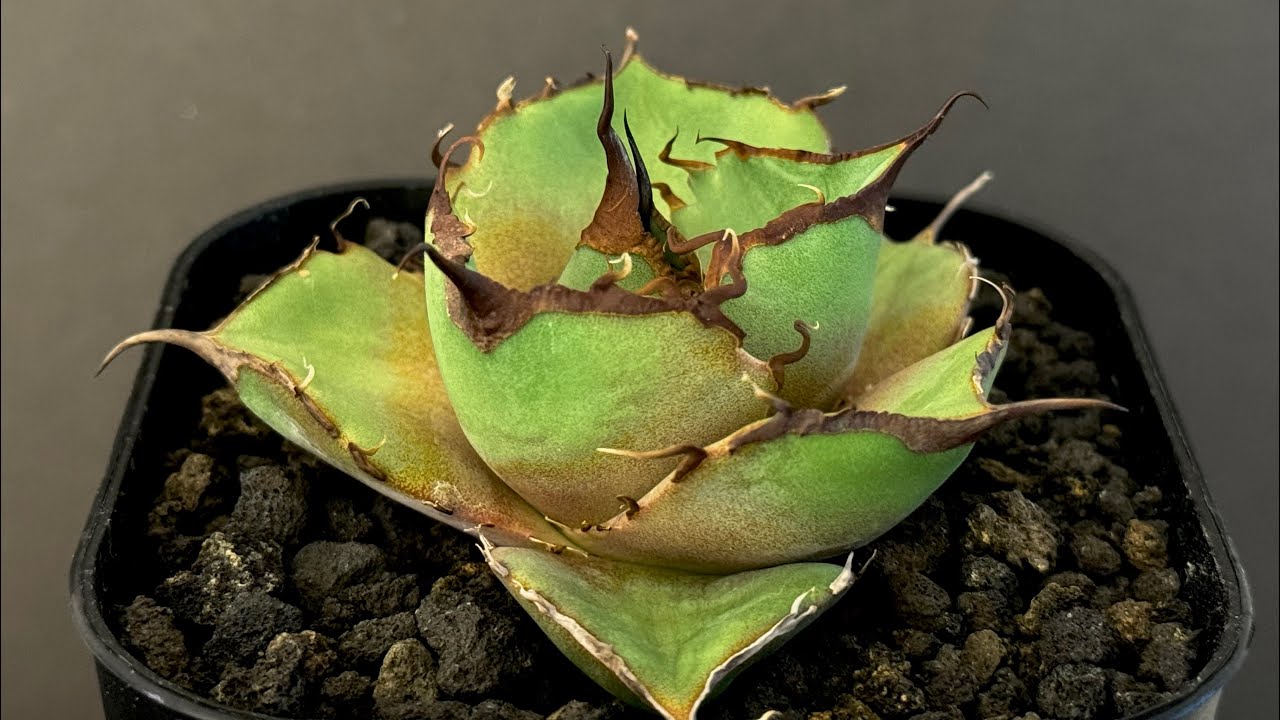 アガベ・チタノタ 黒豹（小株）-022｜agave titanota black panthe