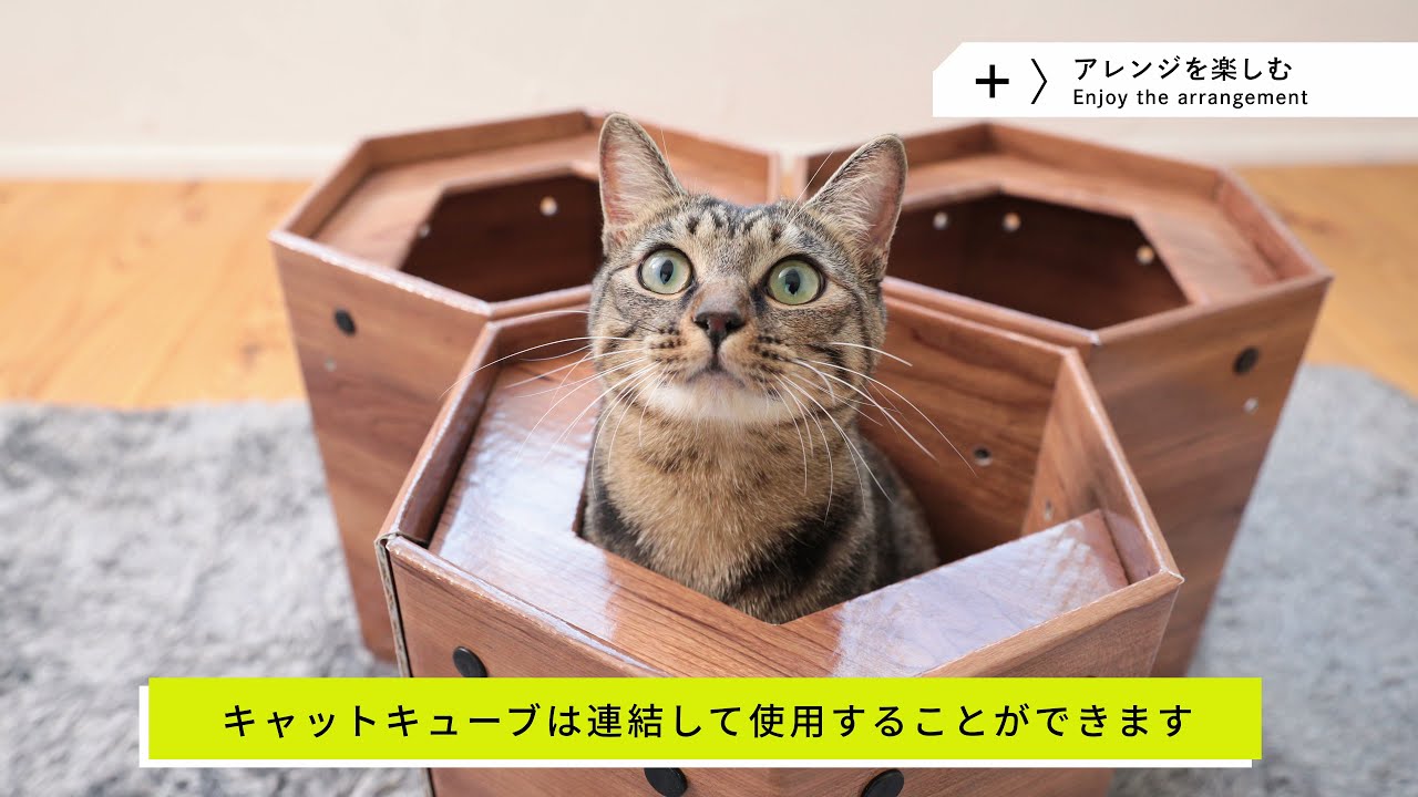 高性能ダンボール材を使った組立式キャットハウス 「CAT CUBE」～ネコ