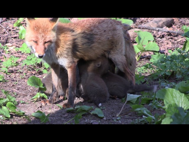 キタキツネの子育て2017 Parenting of a fox - YouTube