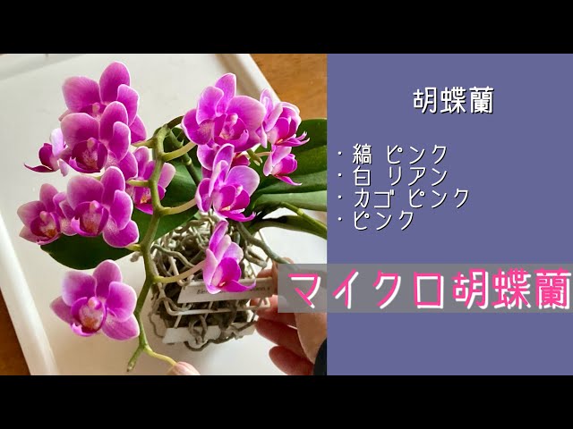 2025年2月8日 胡蝶蘭 小さなマイクロ胡蝶蘭 開花🌸 3~4cmの花 花数が