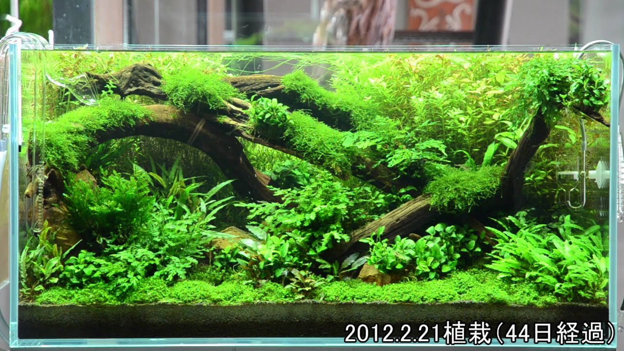 ADA view 170】 NAギャラリー水槽の経時変化 