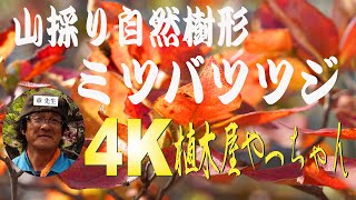 山採り自然樹形ミツバツツジ 紅葉の始まり 2021 - YouTube