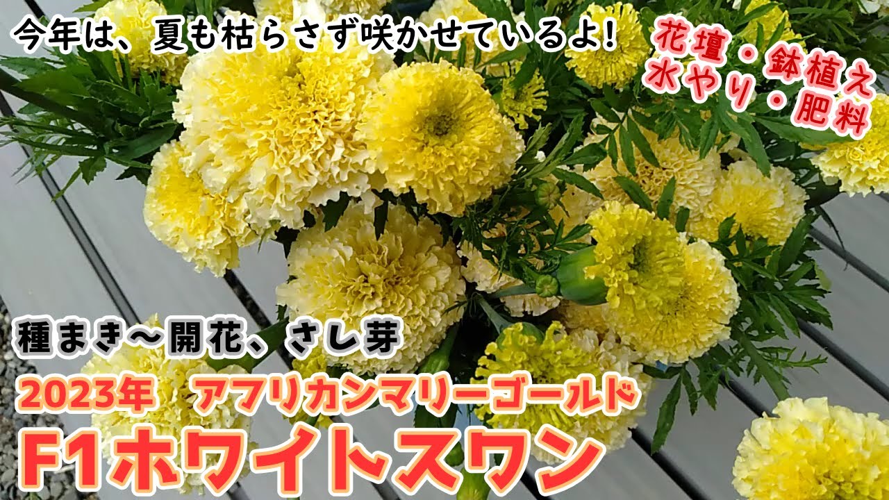 2023年 アフリカンマリーゴールドF1ホワイトスワンの種まき→開花、さ