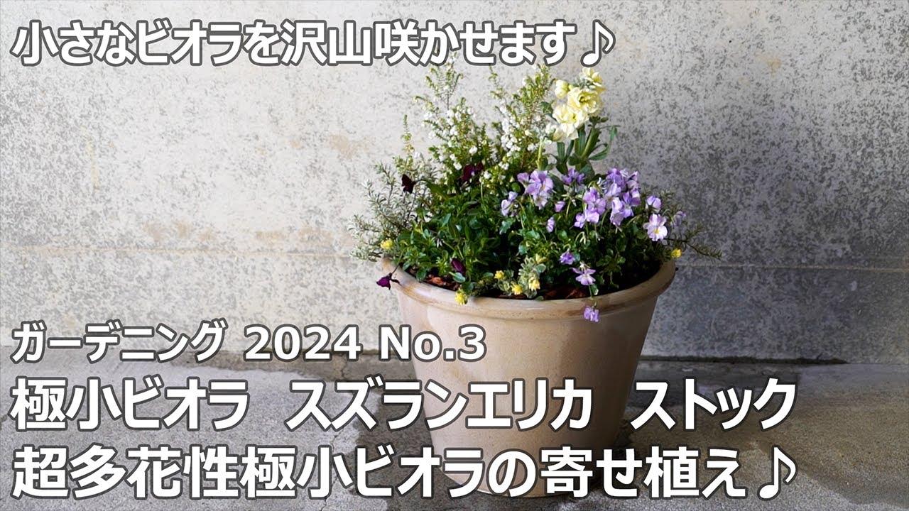 ガーデニング 2024 No.3】 極小ビオラの寄せ植え - YouTube