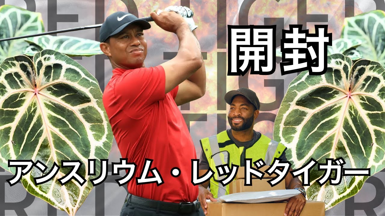レッドタイガー開封】アンスリウム5品種が届きました - YouTube