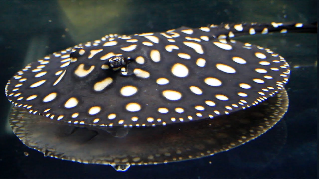 チャーム】淡水エイ ダイヤモンドポルカ Potamotrygon reticulata