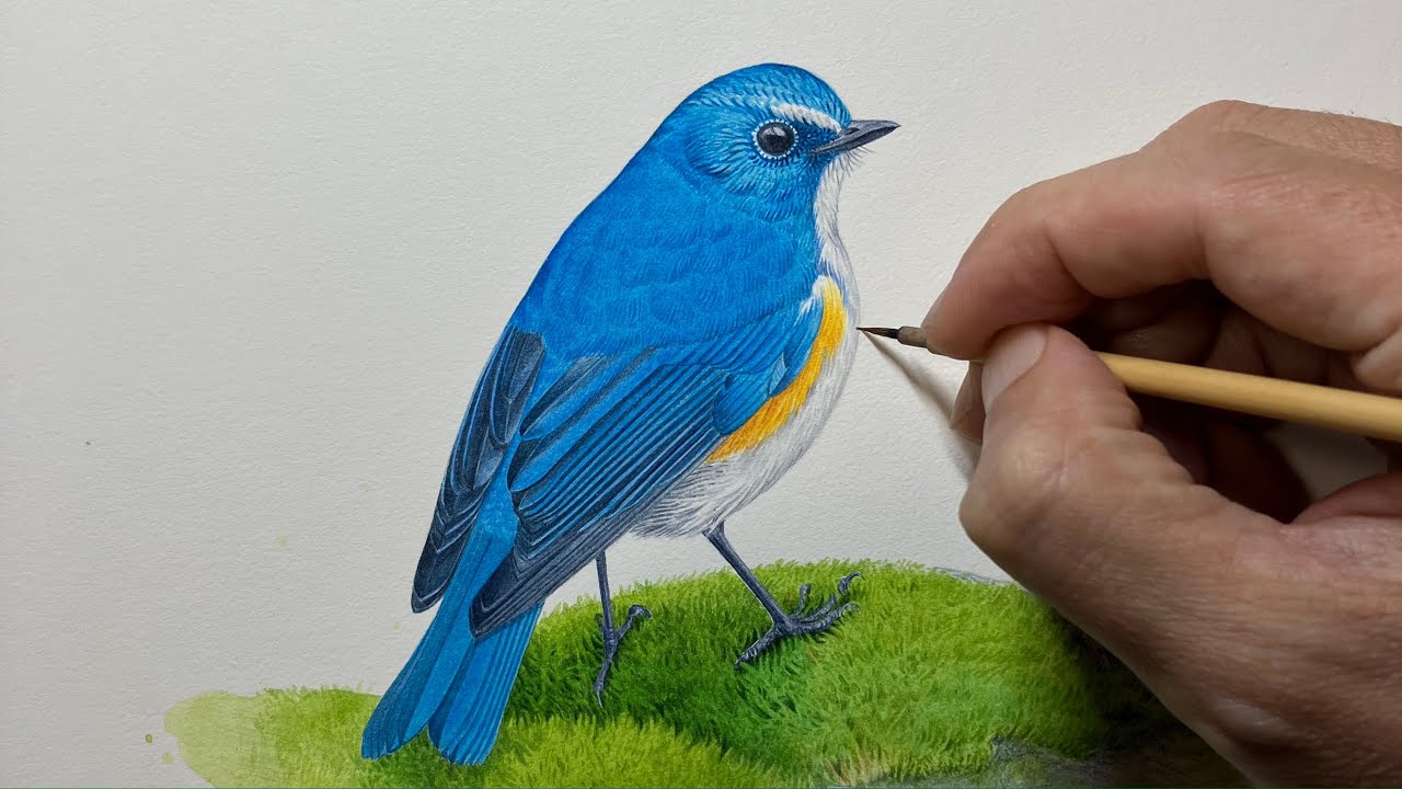 ルリビタキを描く】Paint a Red-flanked bluetail / Time lapse 58