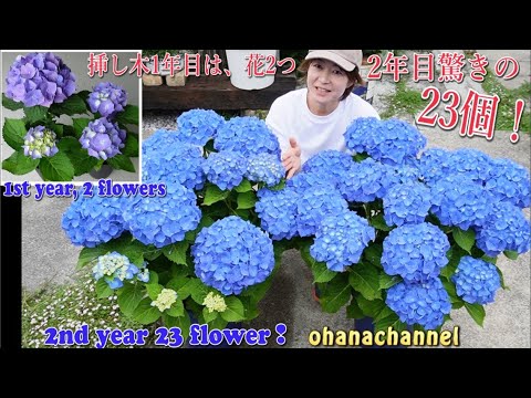 Hydrangea] How to replant, grow in autumn and winter, and bloom