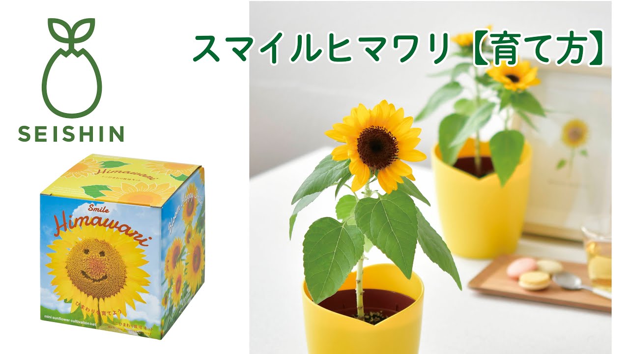 Smile Himawari ミニひまわり栽培キット - 聖新陶芸株式会社｜栽培
