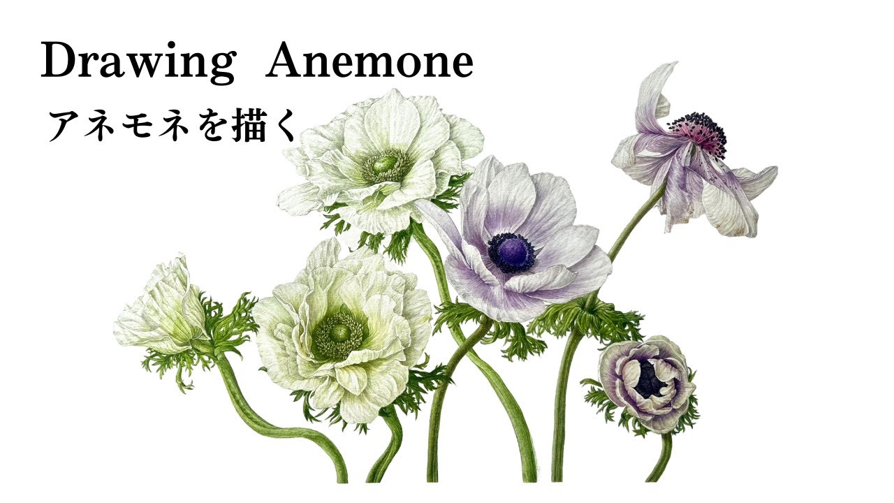 Drawing white Anemone without white paint / 白いアネモネを白い