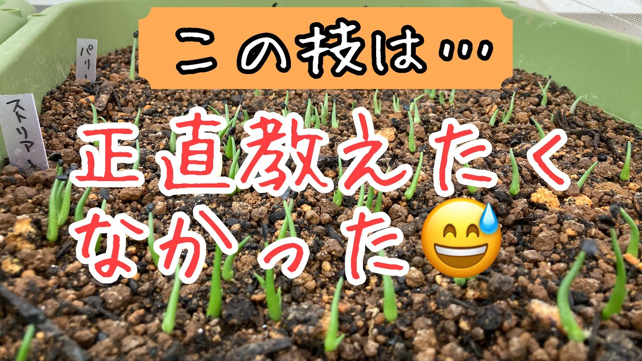 Episode 59: How to master seedlings and select them in 3 months