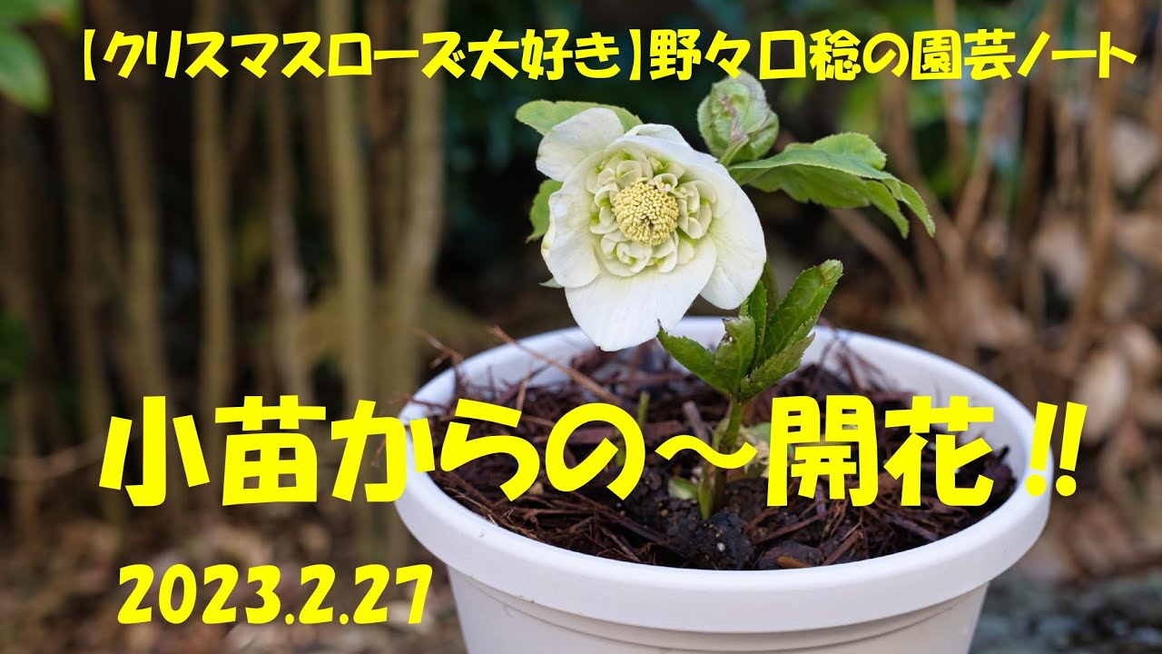 2023.2.27 小苗からの～開花‼ - YouTube