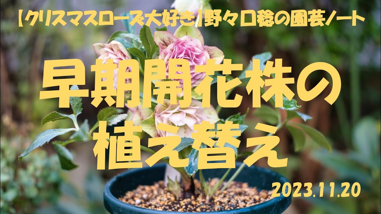 2023.11.20 早期開花株の植え替え - YouTube