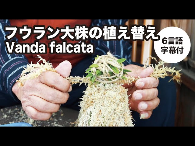 フウラン】大株の植え替え〜青野文和さん編 - YouTube