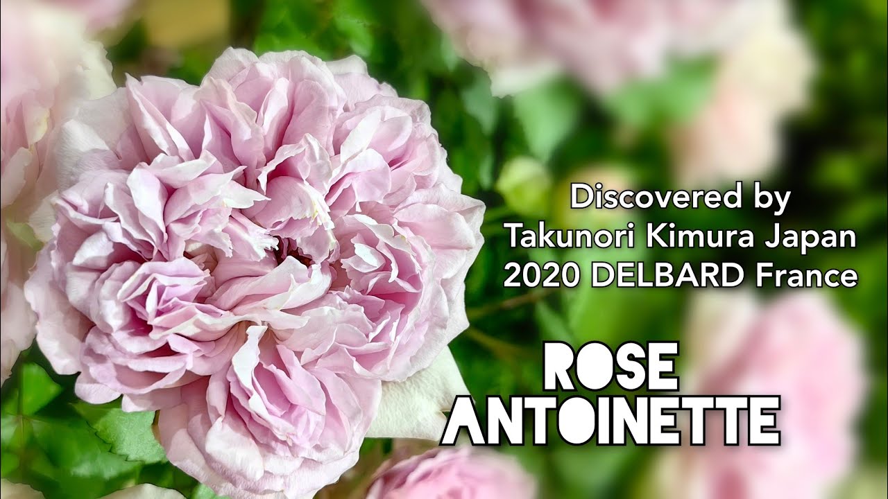 ROSE ANTOINETTE plant discovered by Takunori Kimura 2020 mutated
