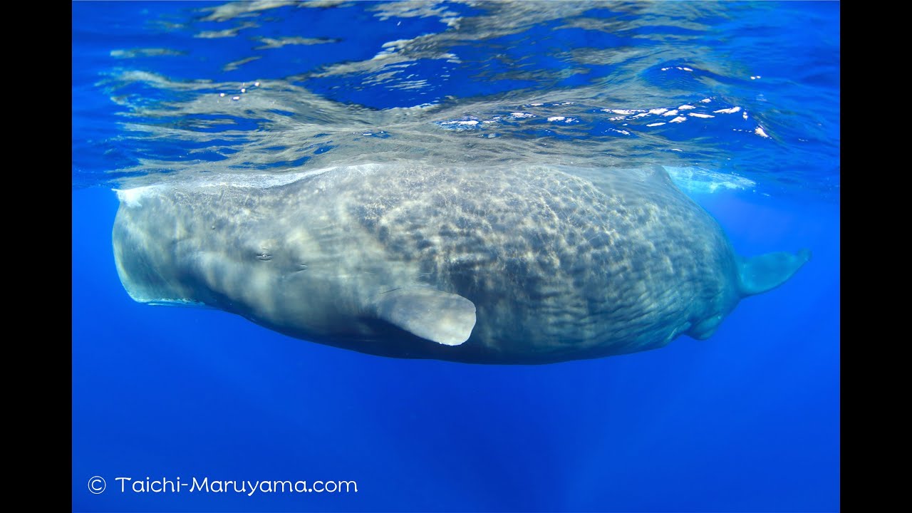 マッコウクジラの水中撮影／Sperm Whale Encounter '14ver. - YouTube