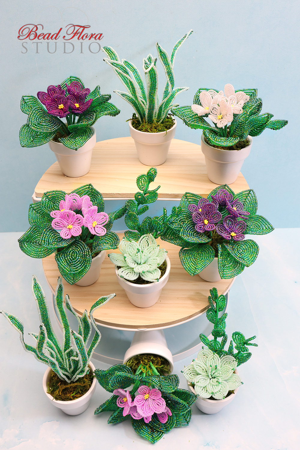 Kit - French beaded African Violet, Succulents, Spider Plant