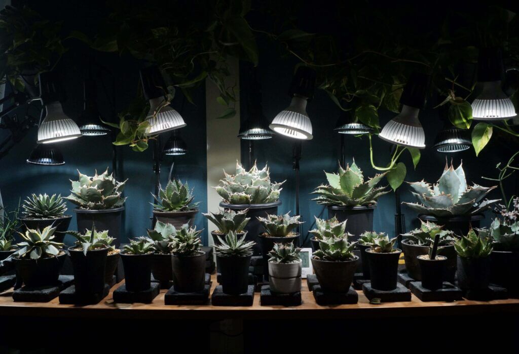 アガベ・多肉植物への植物育成LEDライトの当て方｜強光は危険かも