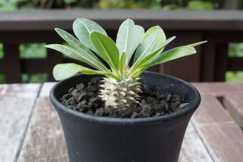 パキポディウム・デンシフローラム（Pachypodium densiflorum）の特徴