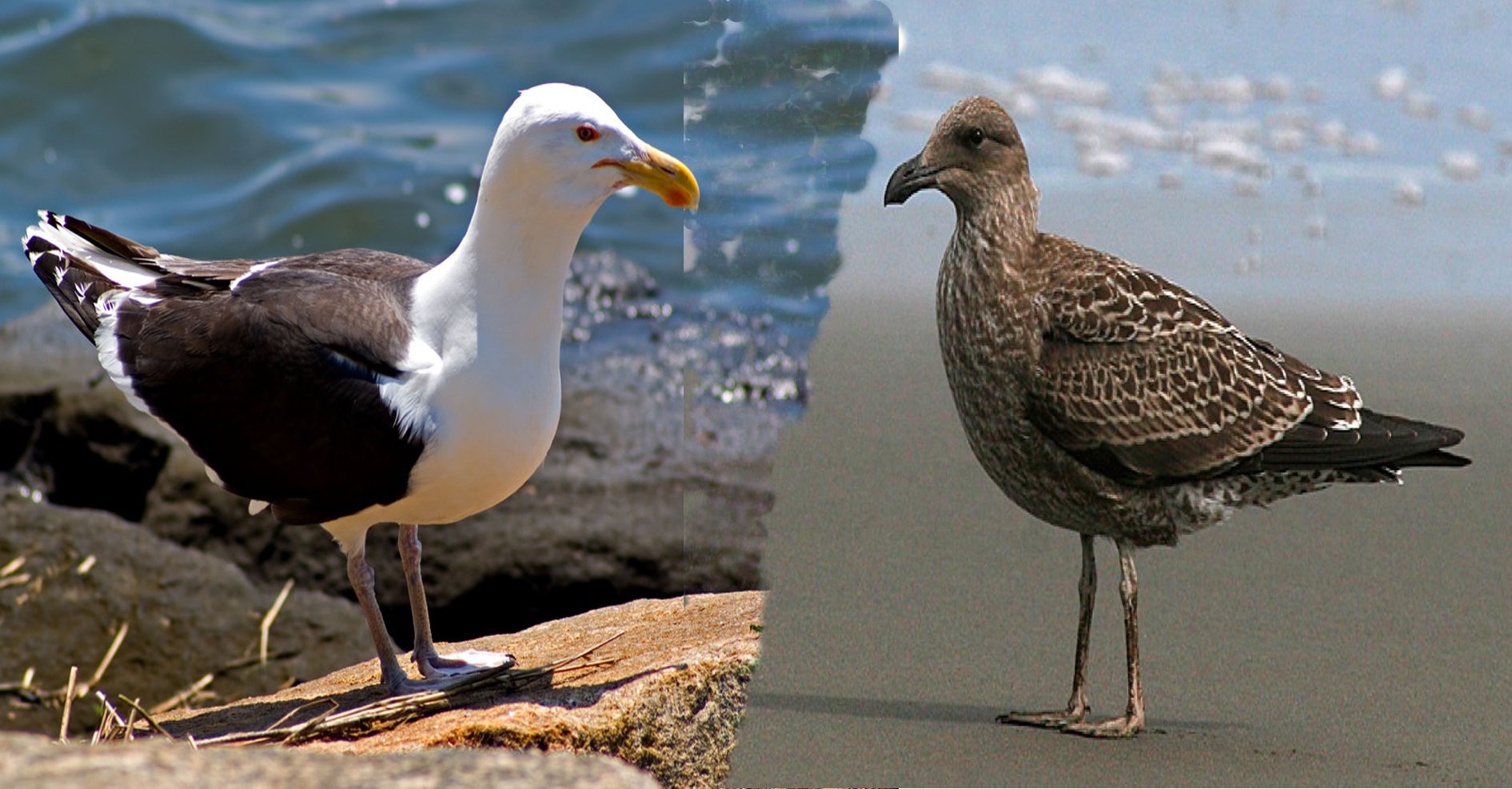 black-backed-gull-2.jpg?fit=