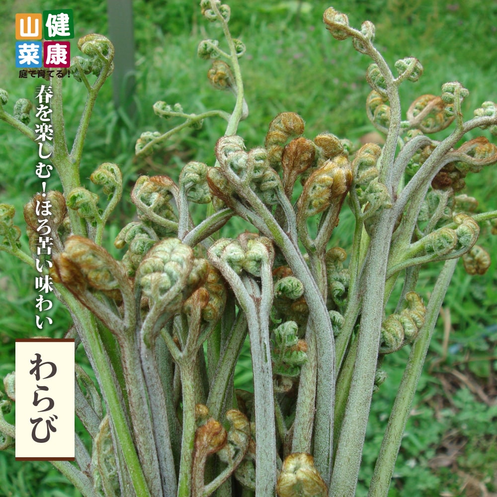 わらび わらび の特徴と育て方 | 苗木部の部室 〜苗木、育てよう〜 By