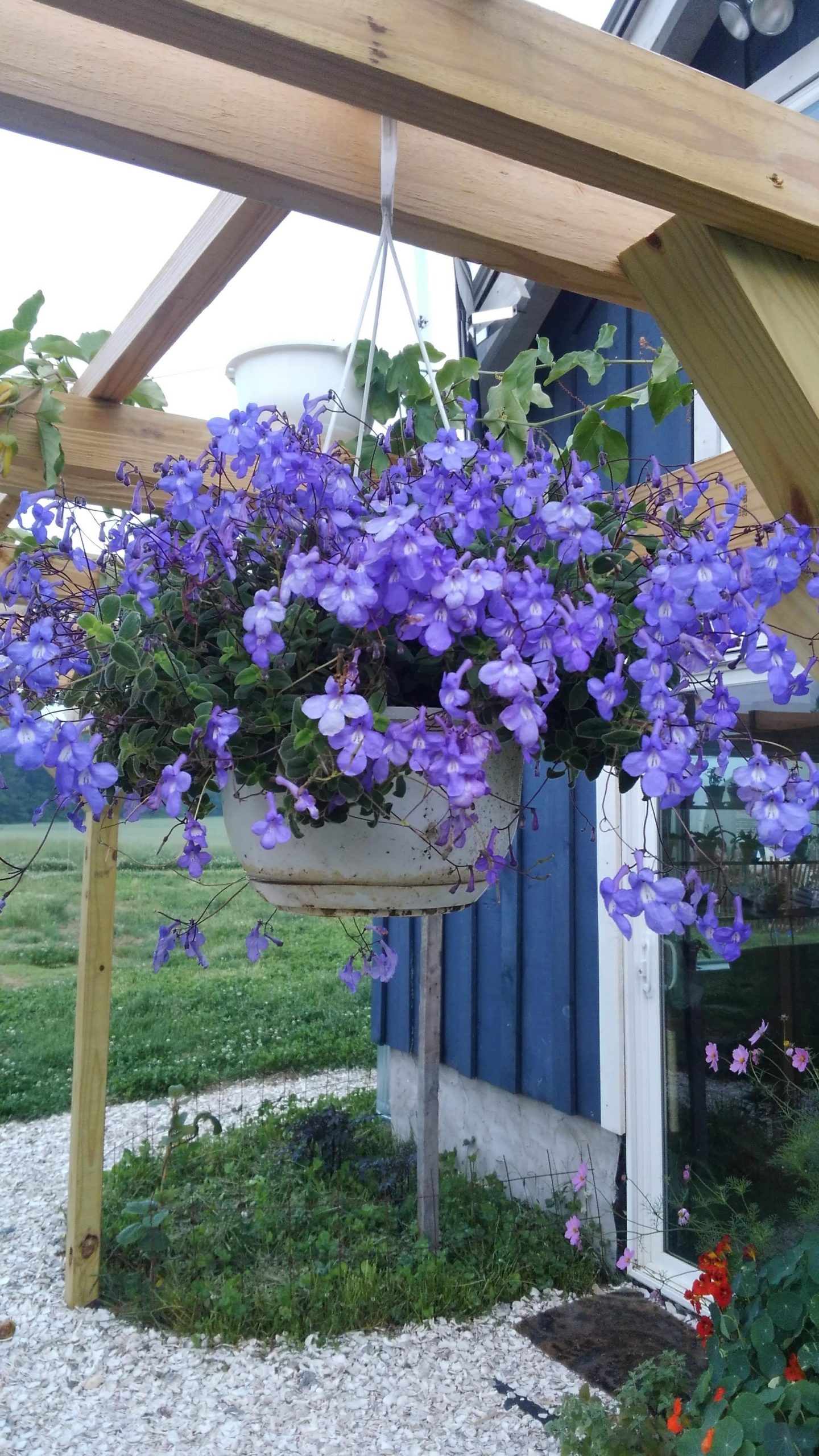 Streptocarpella Concord Blue | Snowdrop Farm