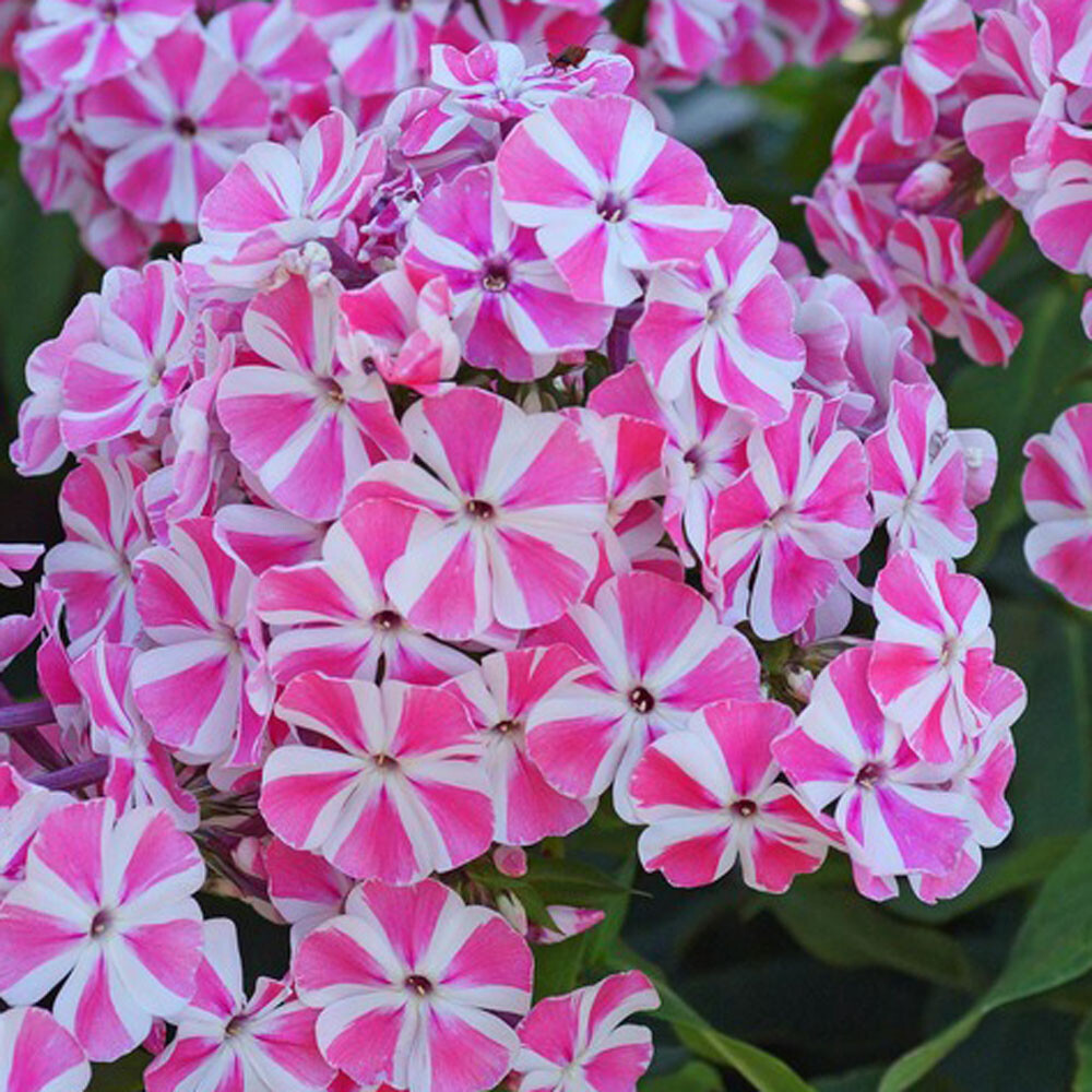Phlox paniculata - Peppermint Twist Garden Phlox - Sugar Creek