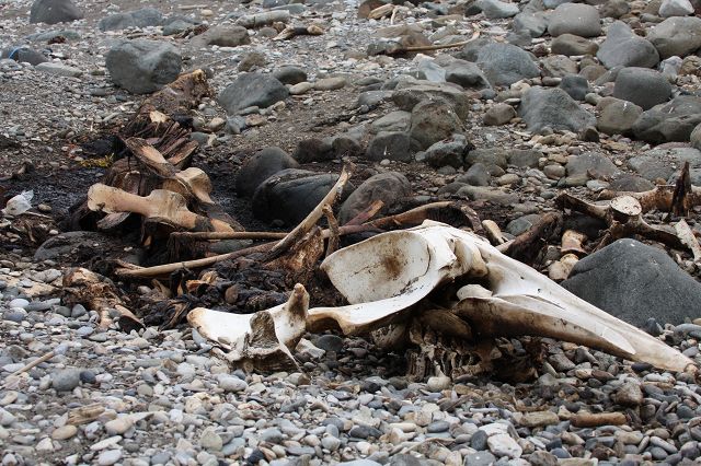 拾ったクジラの骨を、洗浄・漂白して標本にした方法の紹介 | 海獣記