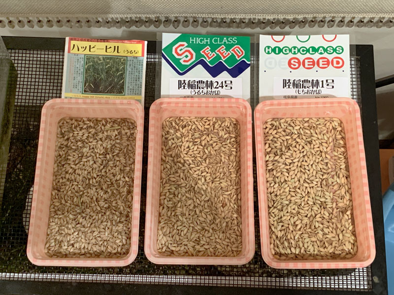 イネの種籾が3日半で発芽！！しかし、、、(ﾟﾛﾟ屮)屮