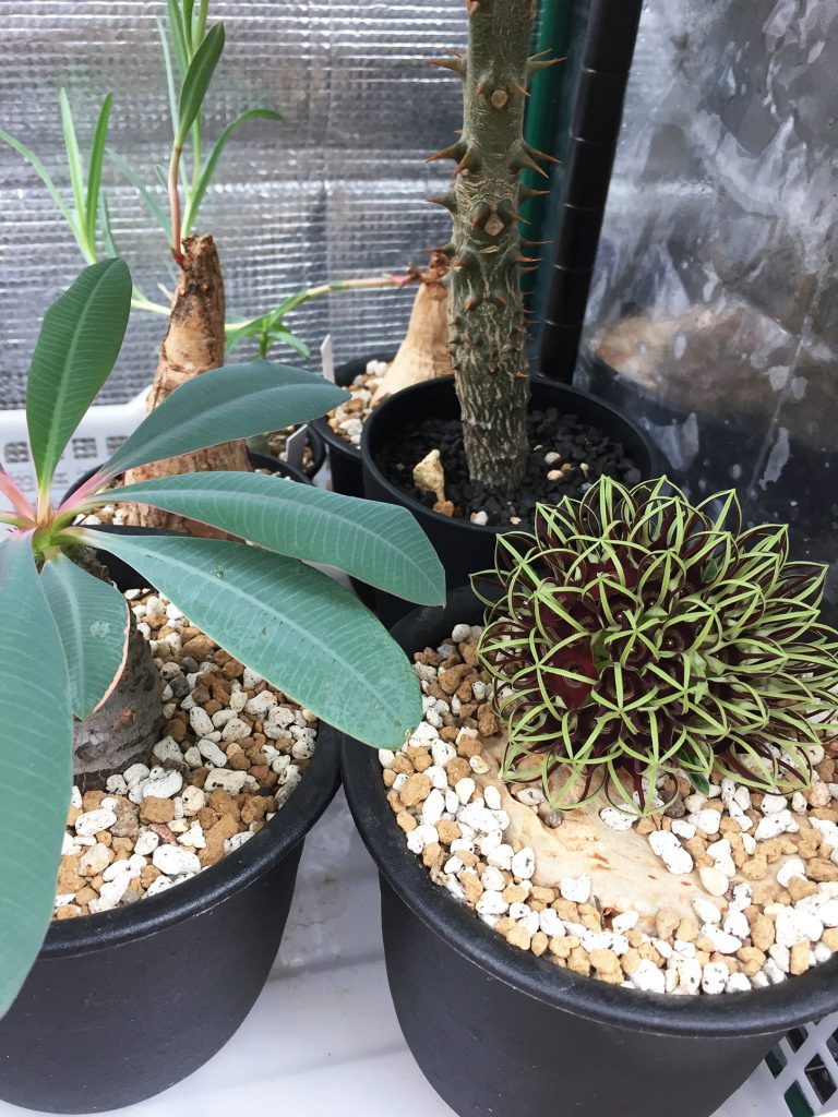 竜卵窟” ブラキステルマ バーベラエ (Brachystelma barberae) – twelve