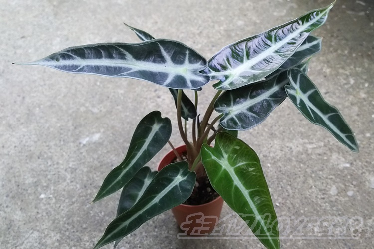 alocasia170803d.jpg?fit=750,
