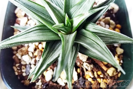多肉植物「ハオルチア・五重の塔錦（白斑）」の特徴と育て方｜【多肉