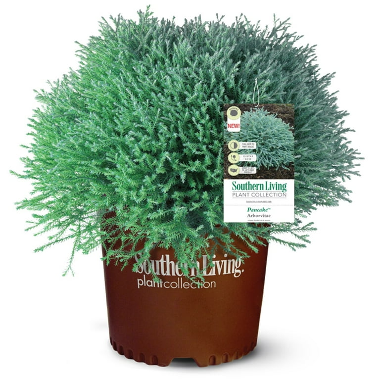 Southern Living Pancake Arborvitae Live Shrub in 2.5-Quart Grower
