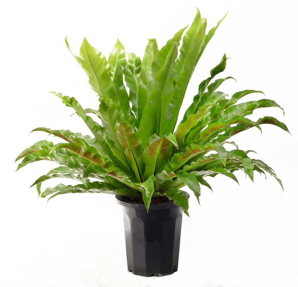 オオタニワタリ | いぶすき観葉植物｜観葉のまち指宿