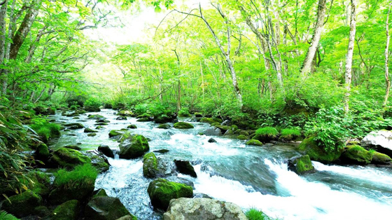 新緑と渓流の絶景が続く散策路 奥入瀬渓流（青森県） | 日本文化情報