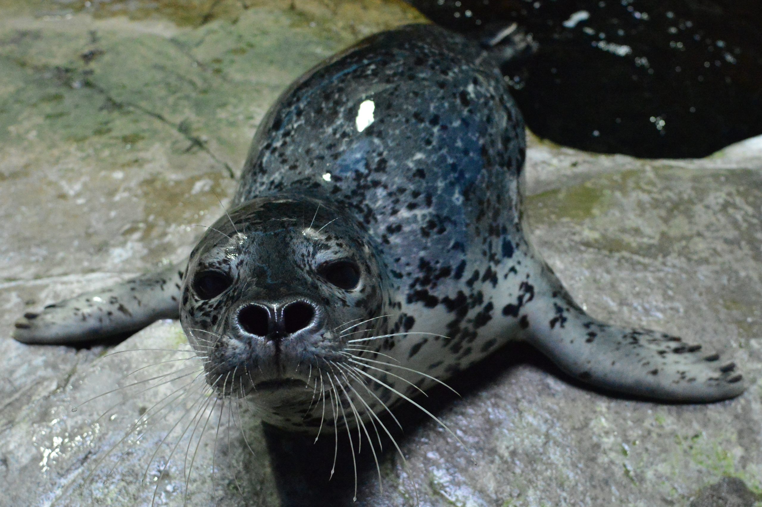 アザラシ水槽 | 展示場所 | いおワールドかごしま水族館