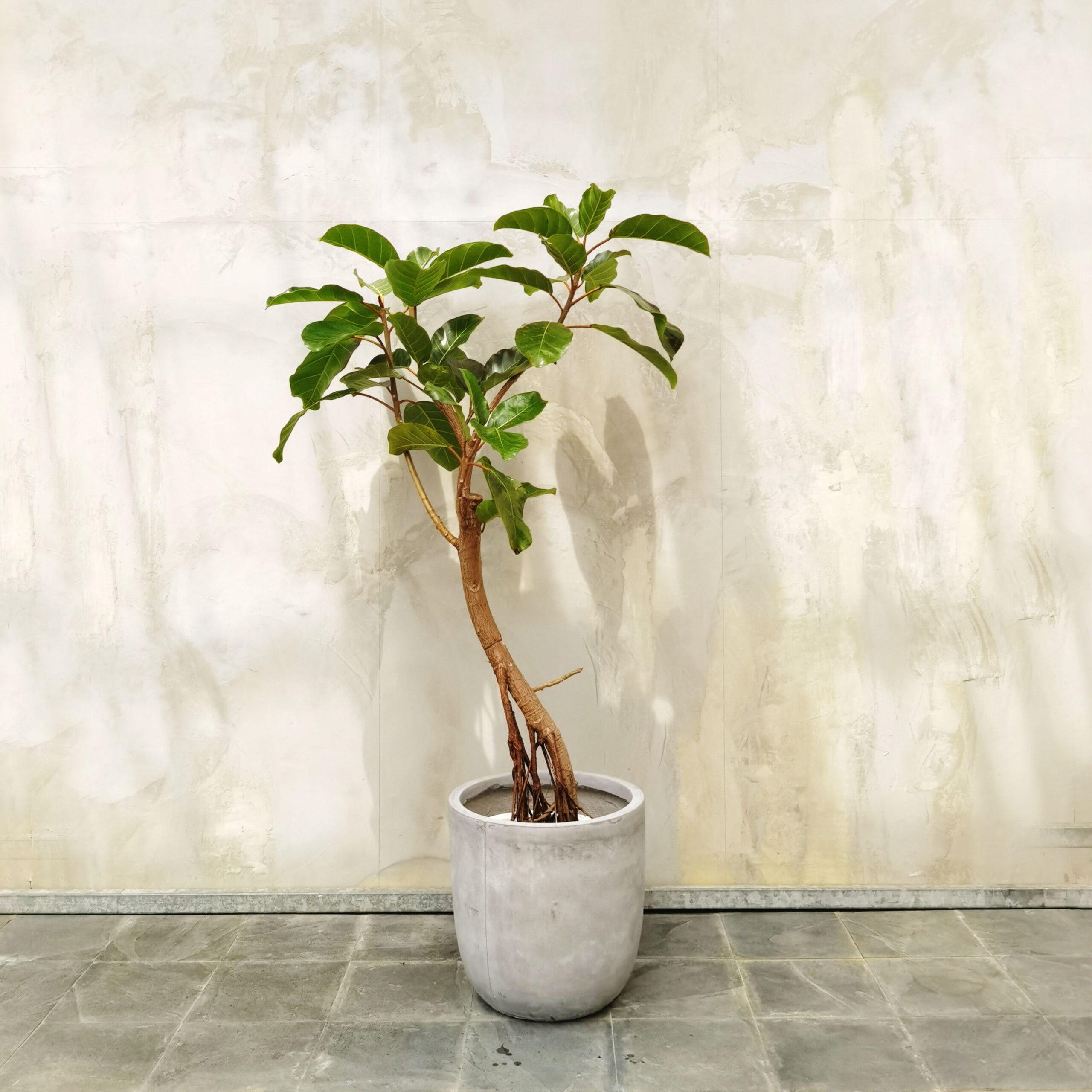 アフリカンプリンス⑩ 002015 – PLANT CATALOG
