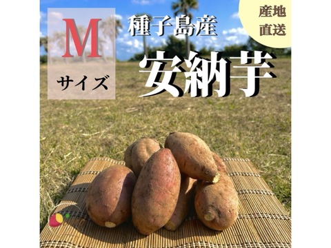 種子島産 安納芋 Mサイズ 3kg｜甘くて濃厚🍠｜aimo農園直送：鹿児島県