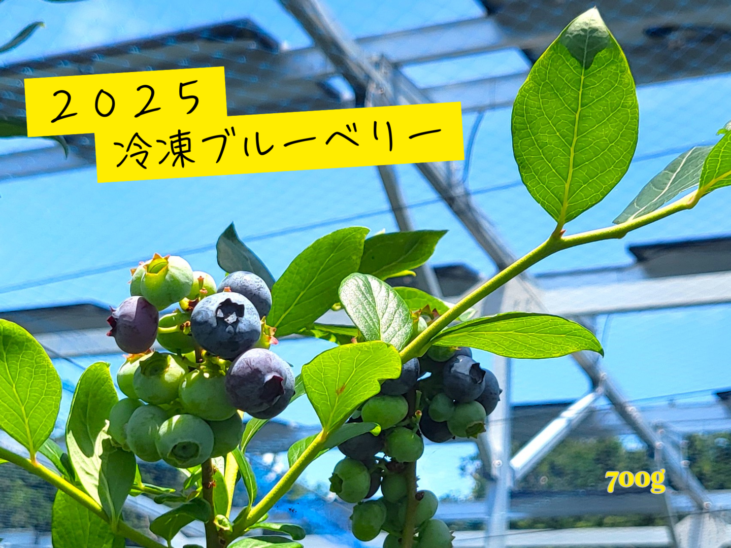農薬不使用！2025そのまま冷凍ブルーベリー(700g)【秀品】：静岡県産の