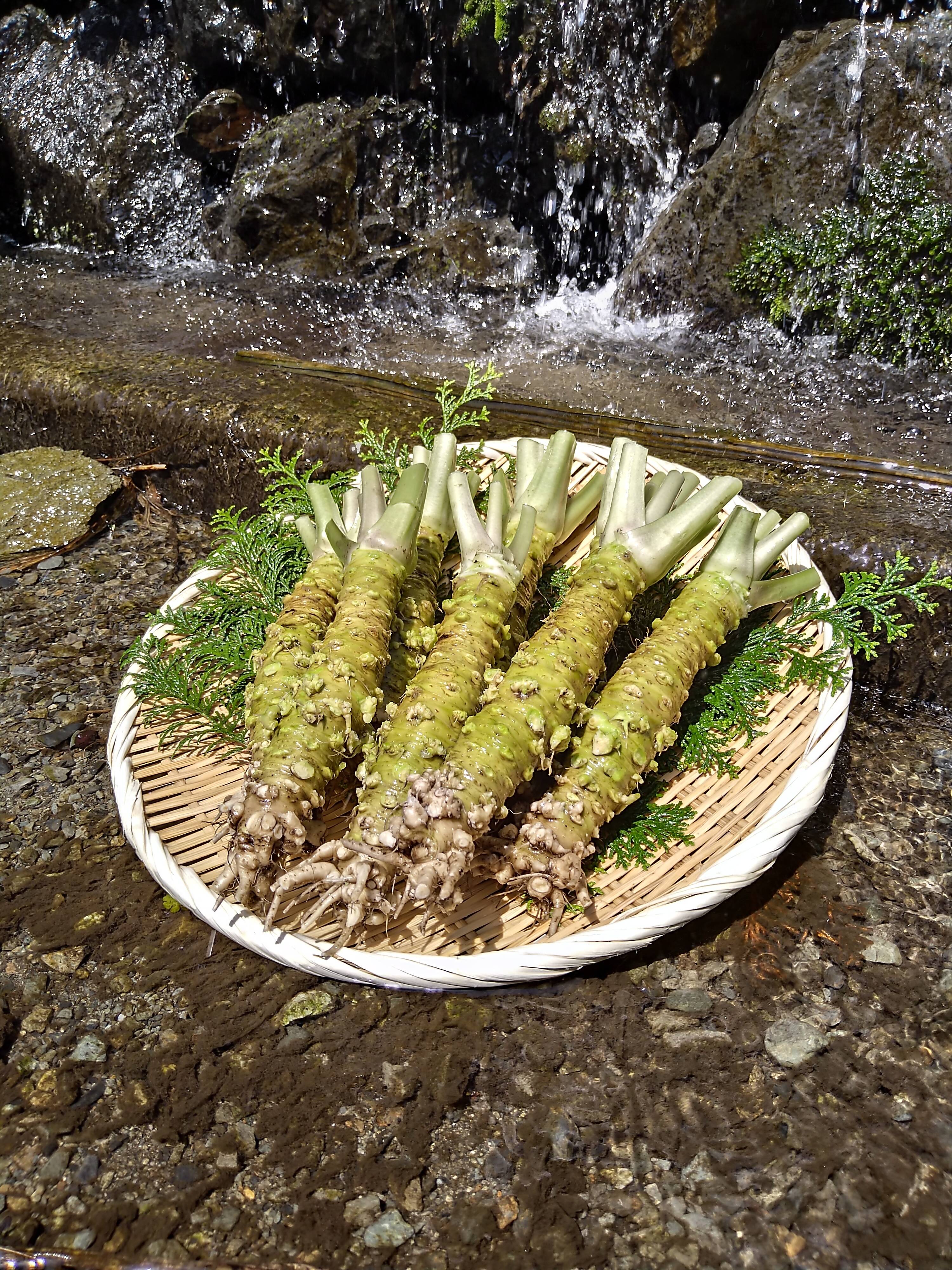 本物の味“ 静岡 梅ヶ島 『わさび』1kg （1本100〜150gサイズ）：静岡県