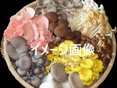数量限定・食べ比べ】いろいろキノコセット（フレッシュキノコ＋加工品