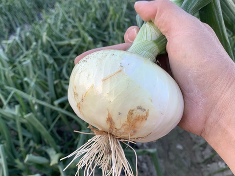 新玉ねぎ10kg 🅱️ 🅱️🧅数量限定‼️淡路島極熟玉葱 今が旬‼️ 特別