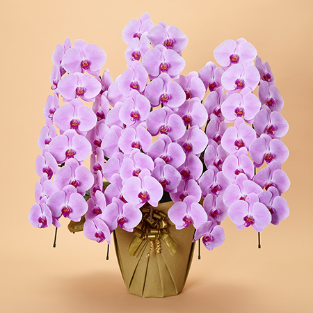 本格胡蝶蘭5本立 プレミアム | お祝いの花商品 | 【電報サービス】VERY